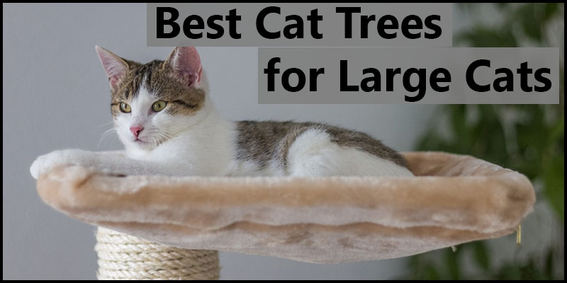 best cat tree for fat cats