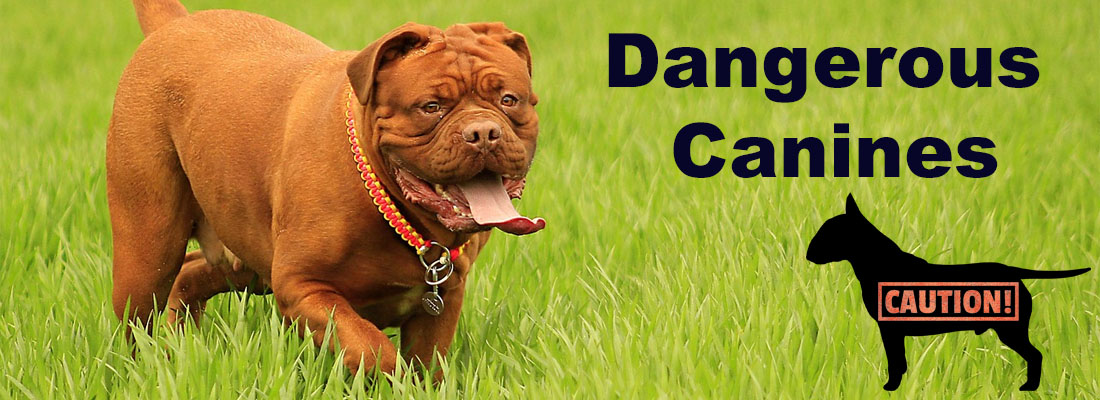 Dangerous Canines