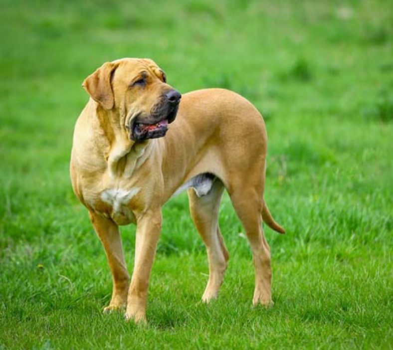 Top 10 Dangerous Dog Breeds for Adults and Children