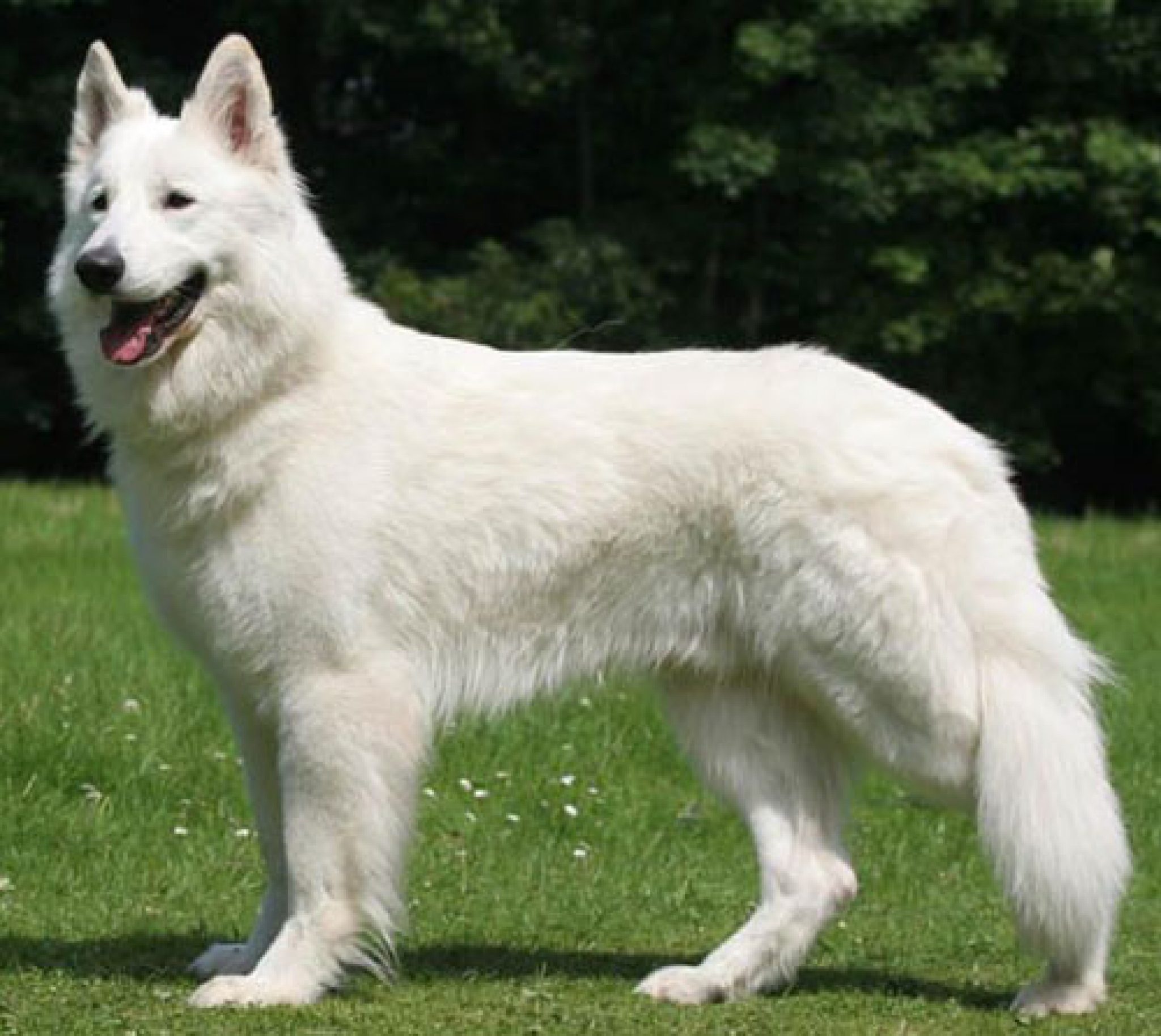 Top 10 White Dog Breeds - Canines as White as Snow