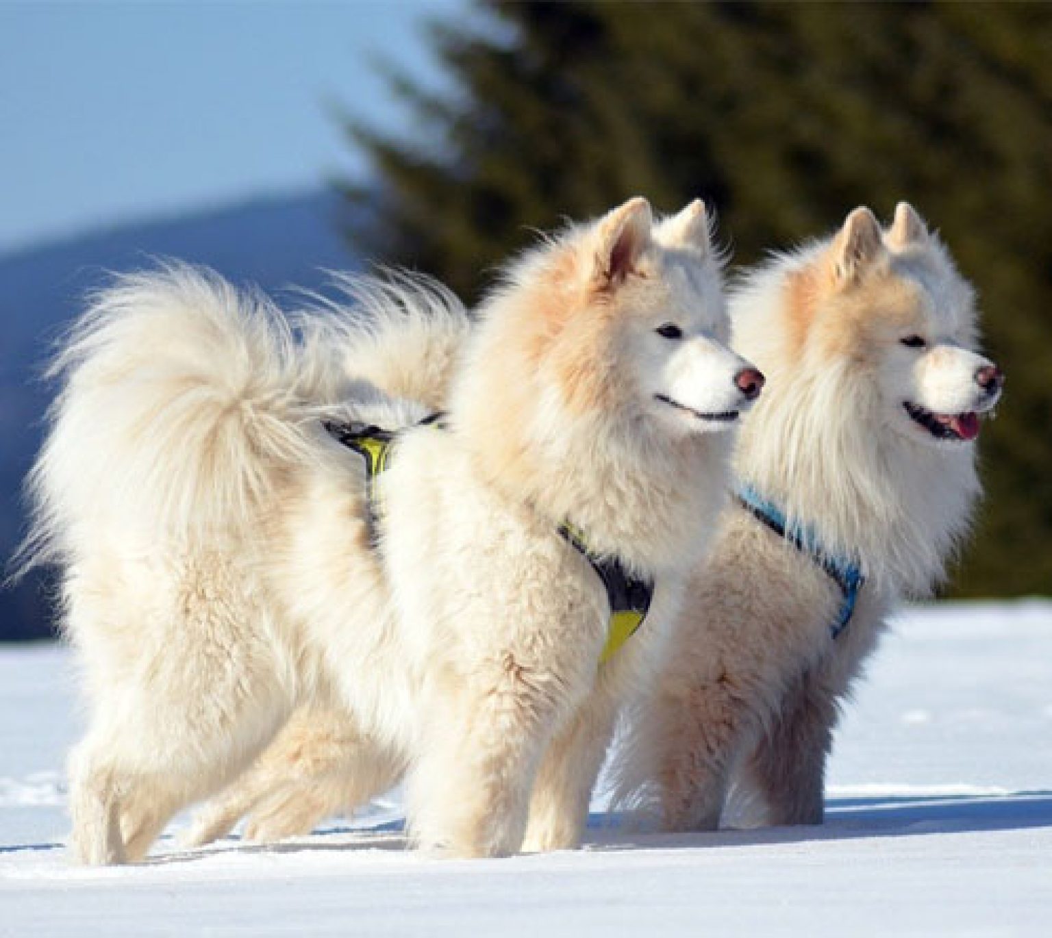 Top 10 White Dog Breeds  Canines as White  as Snow