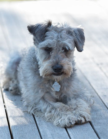 Schnoodle breed