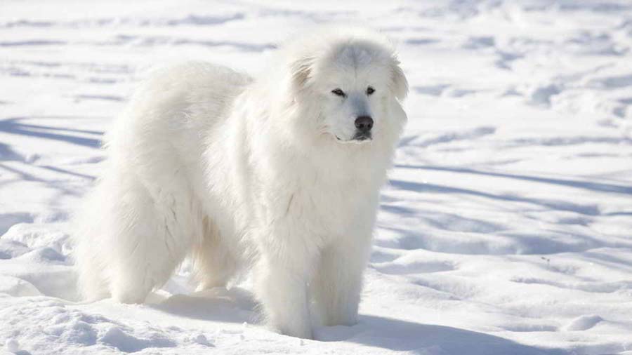 The Great Pyrenees