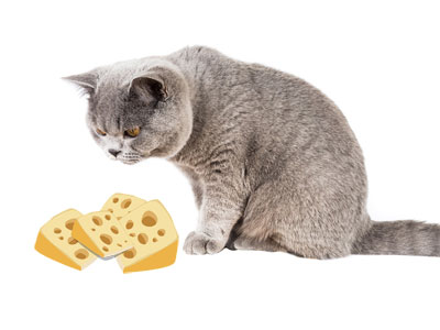 Cheese for cats