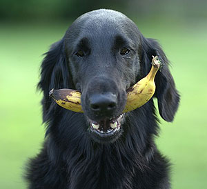 Dog eats bananas