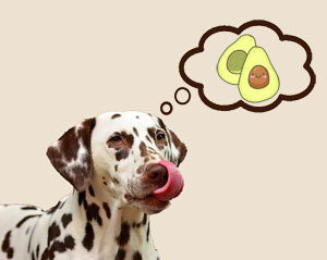 Dog eats avocado
