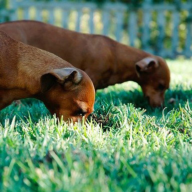 Dogs eat grass