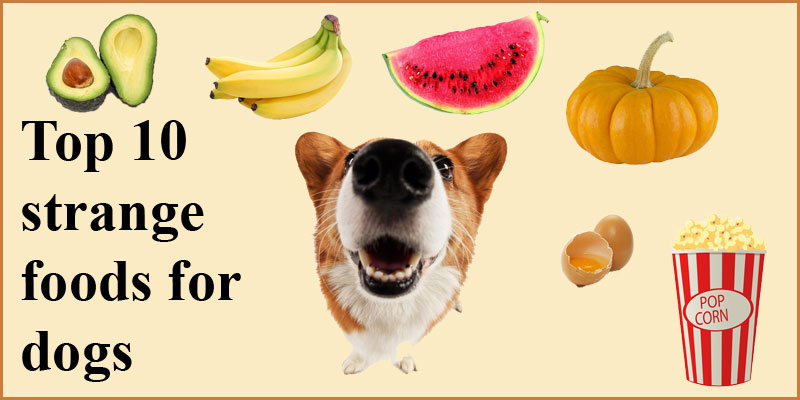 what human food can corgis eat