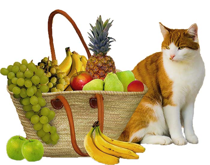 Top 10 Strange Foods that Cats Can Eat Unusual and Healthy Food