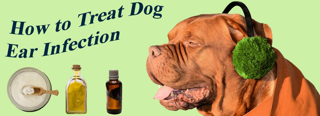 How to Treat Dog Ear Infection